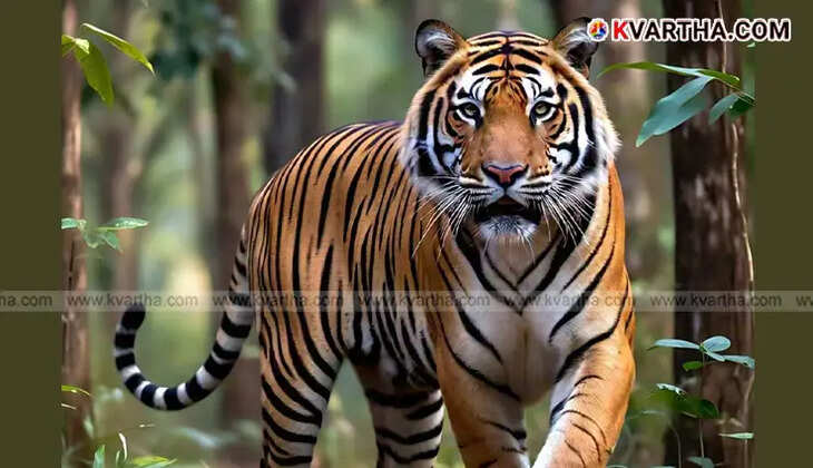 Tiger That Terrorized Vandiperiyar Gramby Shot Dead; Dramatic Events Unfolded