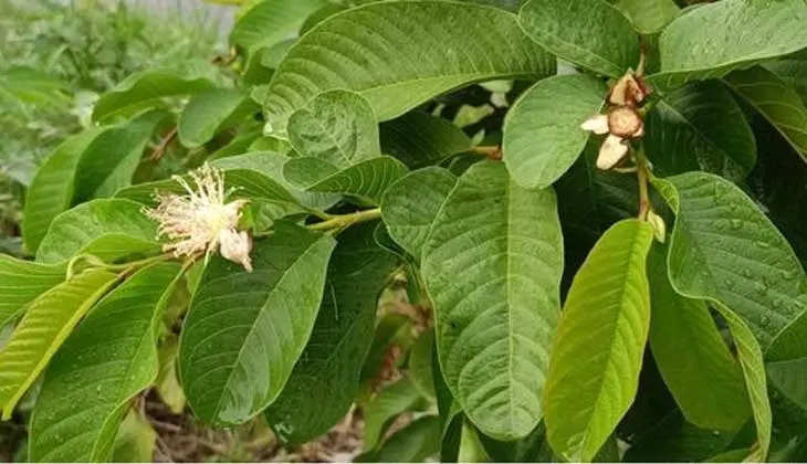 25 Amazing Health Benefits of Guava Leaves - A Natural Remedy