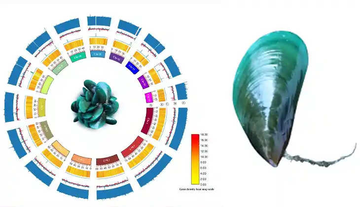 Genetic Secrets of the Oyster Revealed: A Breakthrough for Cancer Research