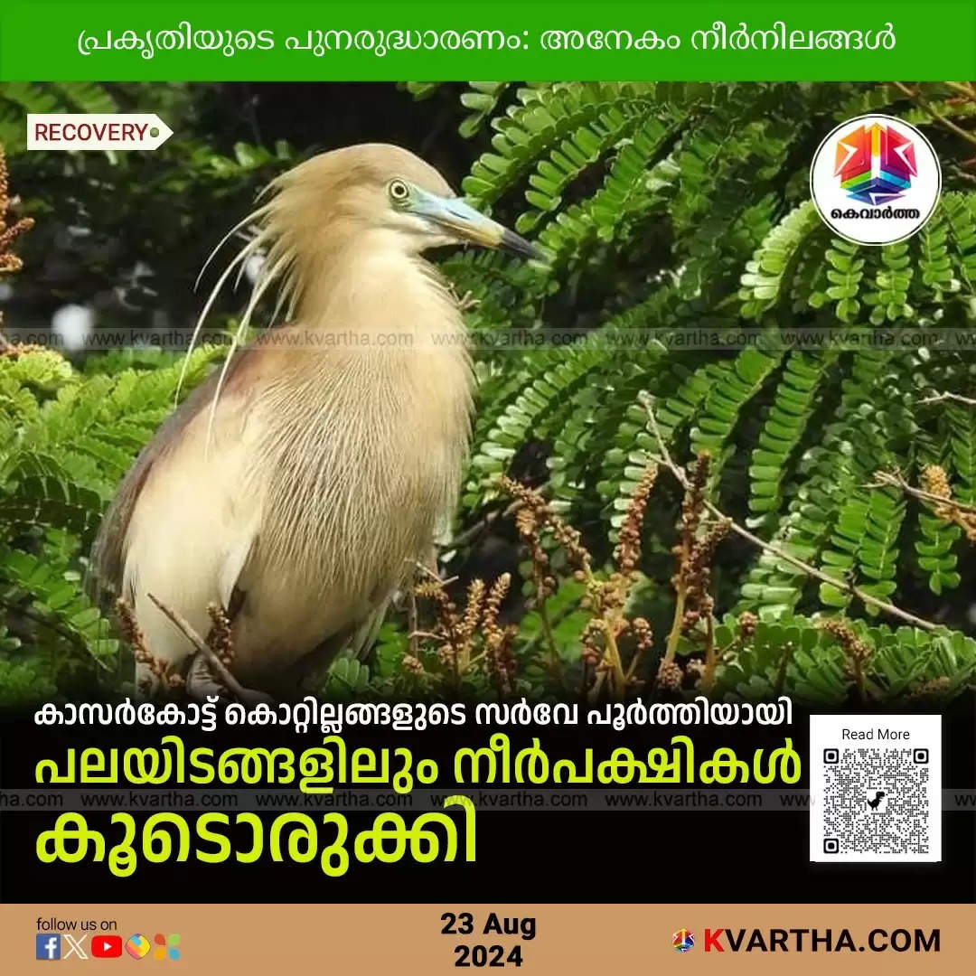 A waterbird spotted in a wetland in Kasargod