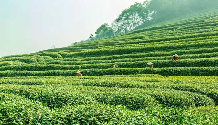 Munnar Tea