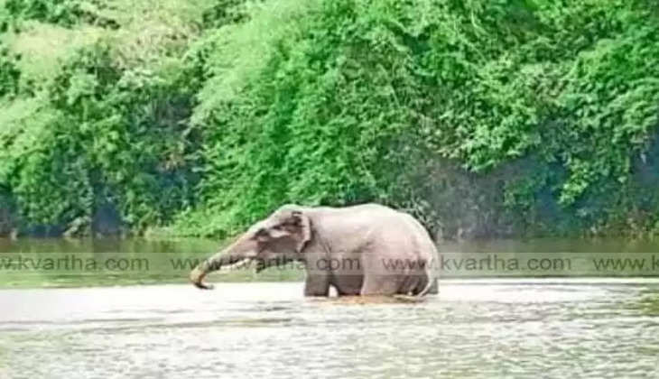Wild elephants spotted in Kannur residential area, Aralam Farm, Wild Elephants, Entered, Kannur
