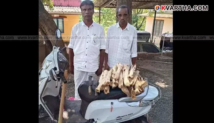 Two men arrested with sandalwood logs in Thaliparamba, Kerala. Sandalwood logs seized.