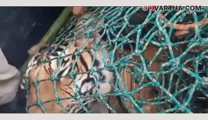 Dead man-eating tiger found in Pancharakolli, Wayanad.