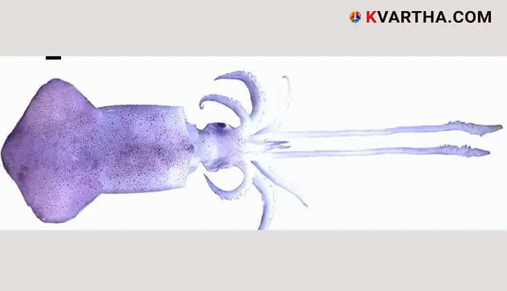 Scientists analyzed the DNA of an Indian squid