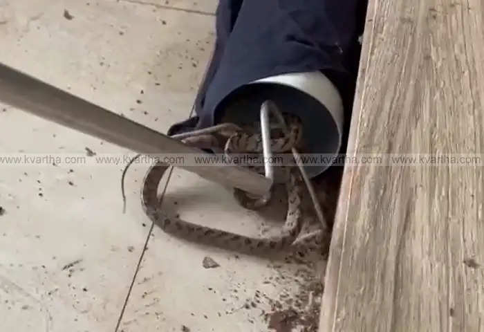 Snake Rescued from Scooter in Pattuvam