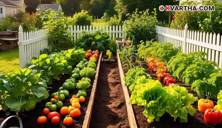 image of Home vegetable garden