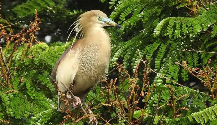 A waterbird spotted in a wetland in Kasargod