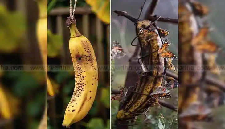 benefits of hanging an overripe banana in your garden