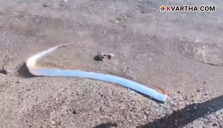 Oarfish Appearance Sparks Fear