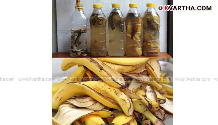  Banana peel fertilizer for home gardening.