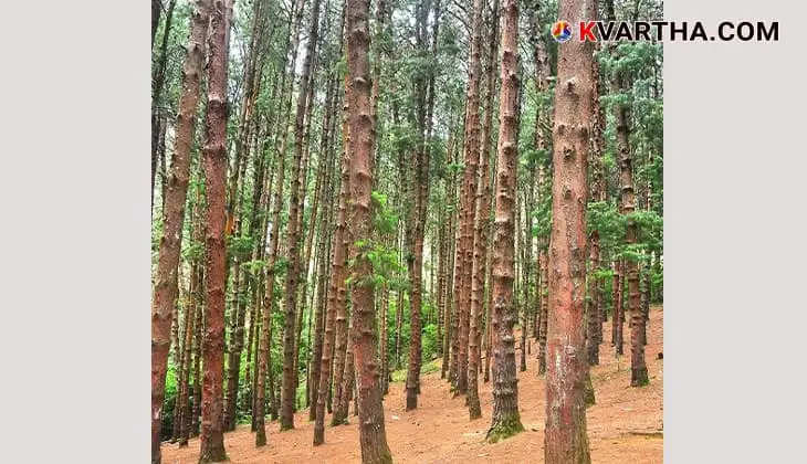 Famed Pine Tree Forests of Ooty.