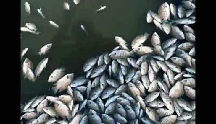 Chief minister explained the reason behind the death of fish in Periyar, Thiruvananthapuram, News, Periyar, Fish, Dead, Probe, Chief Minister, Assembly, Kerala News
